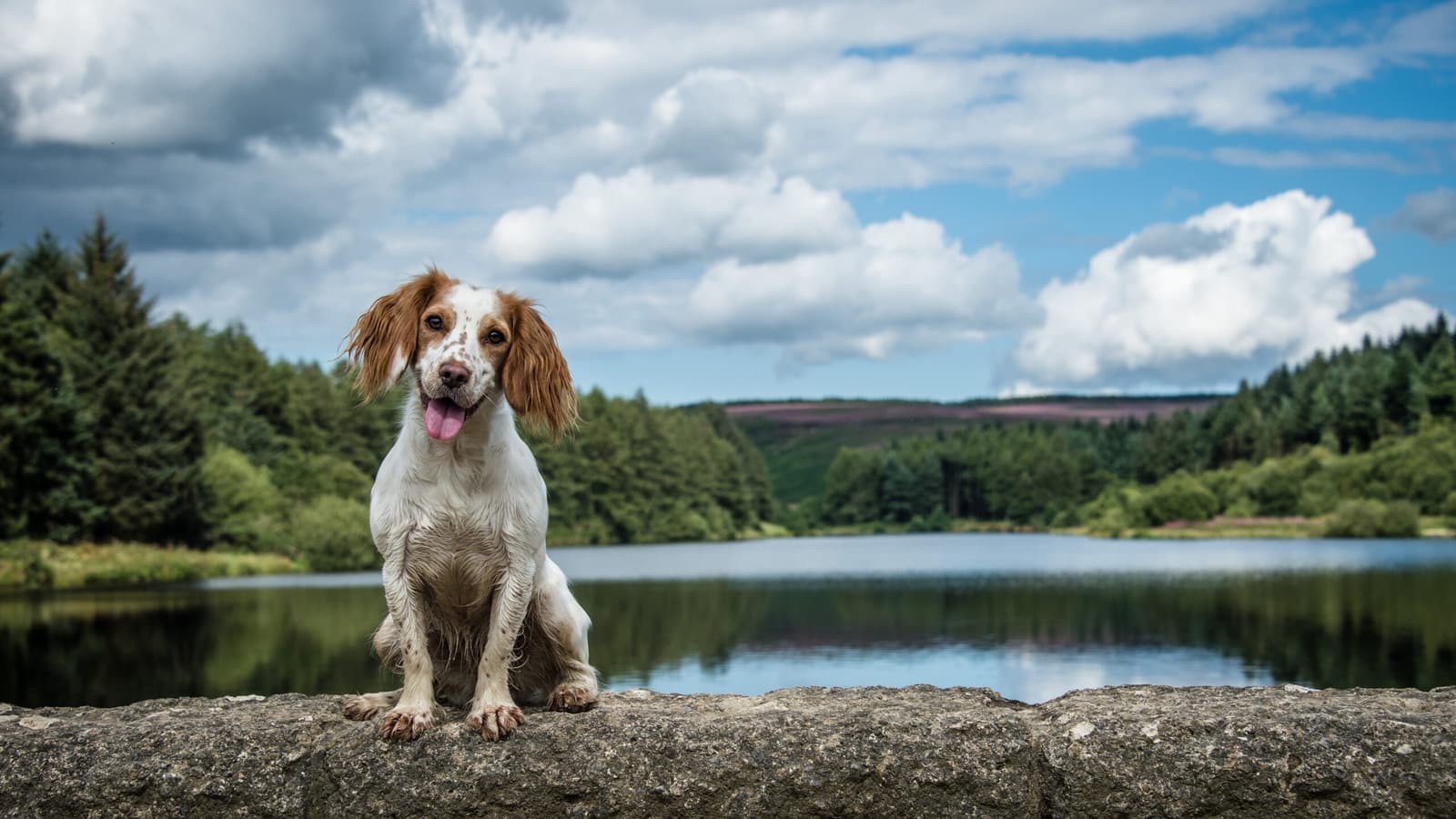 Rachel Foster Photography