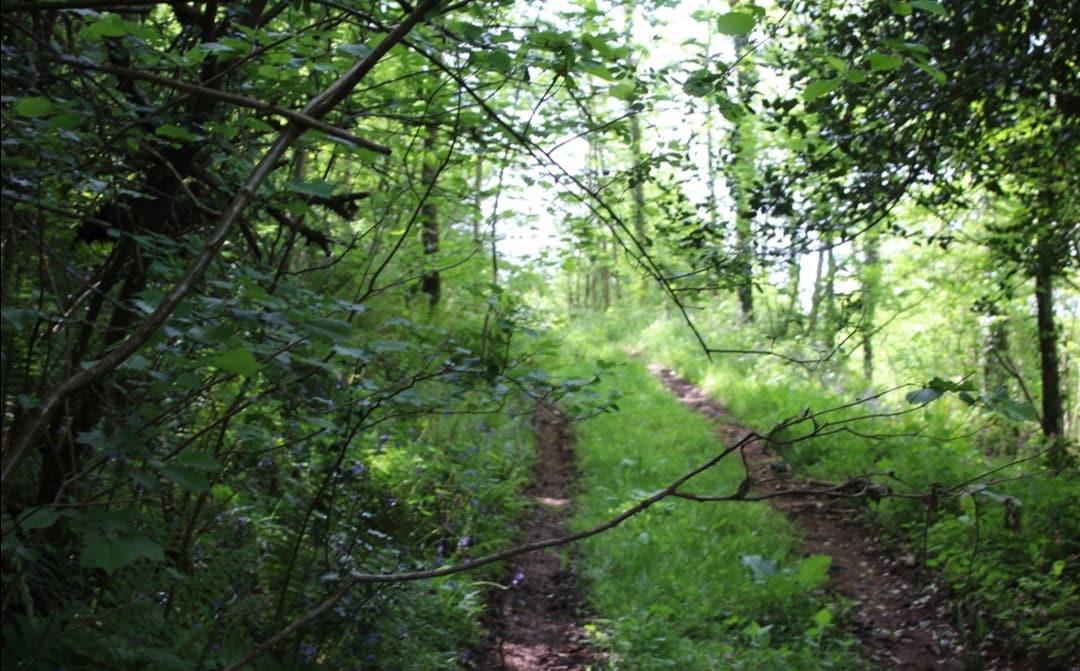Grantland Timber
